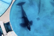 Presa en Mundo Marino: se viralizó el maltrato a la única orca en cautiverio de Sudamérica