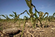 Dos municipios bonaerenses fueron declarados en emergencia y desastre agropecuario