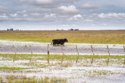 Ante el drama de las inundaciones, prorrogan la emergencia agropecuaria en cuatro municipios