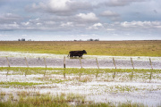 Por las inundaciones, declaran la emergencia agropecuaria en diez municipios bonaerenses