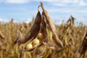 Baja de retenciones costosa para el fisco y poco para la producción
