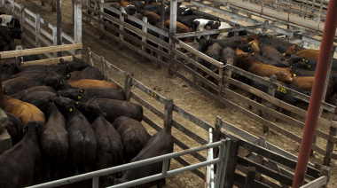 Nuevo protocolo para gestionar el riesgo del rodeo en el Mercado de Cañuelas