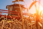 El trigo lidera subas y ventas en el mercado de granos