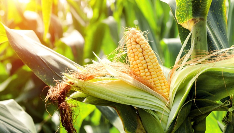 La necesidad de Brasil implica una oportunidad para el maíz argentino