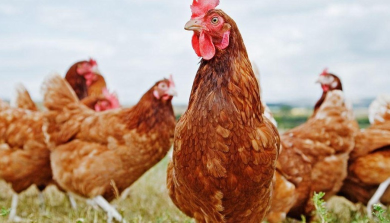 Habilitan en la Provincia el registro de establecimientos avícolas con sistemas pastoriles