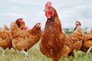 Habilitan en la Provincia el registro de establecimientos avícolas con sistemas pastoriles