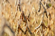 Las lluvias retrasan la cosecha de soja en 22 puntos