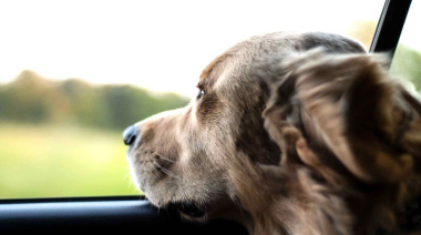 Receso invernal en marcha: ¿Cómo viajar seguro con tu mascota?
