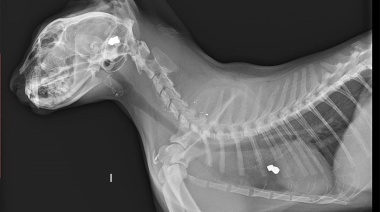 Cayó el tirador de La Plata: Le disparaba a los gatos desde su terraza