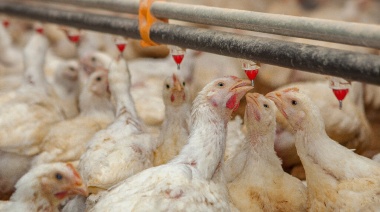 Argentina refuerza controles de influenza aviar por brote en granja comercial brasileña