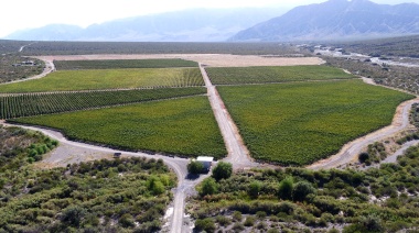 Espaldarazo para los vinos del Valle del Zonda