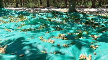 Pistacho, un cultivo que crece y abre nuevas oportunidades