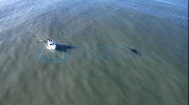 Energúmenos persiguieron en su embarcación a una ballena en Mar del Plata