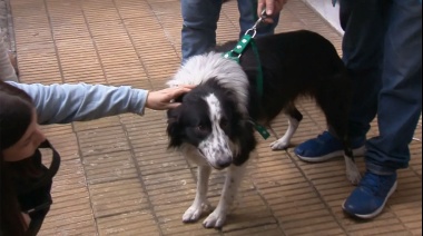 Tras viralizarse el brutal castigo, el perrito de Flores se quedará con una familia de tránsito