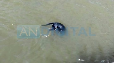 Horror en la Isla Paulino: Ahogan a un perro atándole una soga con una piedra al cuello
