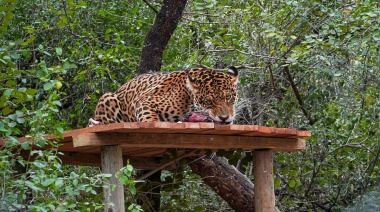 Liberaron a la yaguareté Nalá en el Parque Nacional El Impenetrable