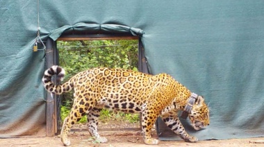 El Impenetrable: se realizó la primera liberación de un yaguareté silvestre translocado desde Iberá