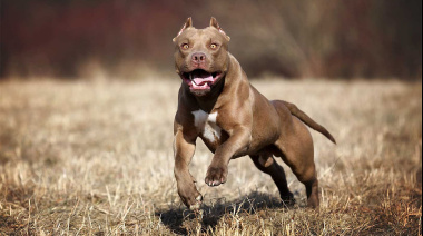 Tragedia en La Plata: Un nene de 2 años fue asesinado por tres perros pitbull