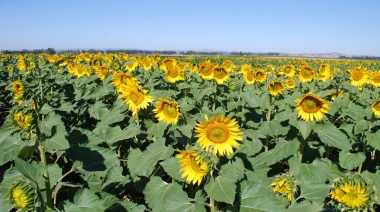 Cosecha récord de girasol