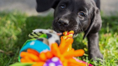 Cómo prepararse para la llegada de un cachorro al hogar y cuáles son los primeros cuidados
