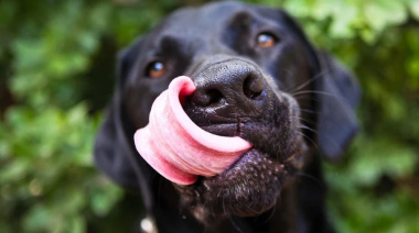 La correcta alimentación puede aumentar la longevidad de los perros
