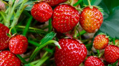 Del campo a la góndola, los precios de los agroalimentos se multiplicaron por 3,5 veces en octubre