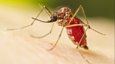 Dengue: Proyectan una “meseta y descenso de casos” en los próximos días