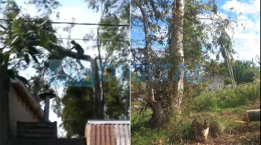 Podaba un árbol en La Plata y cayó de una gran altura: Se salvó de milagro