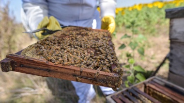 Con más de 1.200 toneladas producidas al año, Mar del Plata fortalece su sector apícola