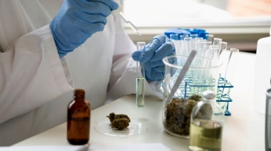 Para fines científicos, la Justicia donó a la UNLP marihuana incautada