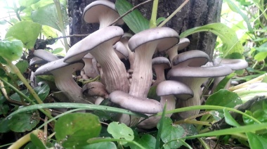 Impulsan la producción agroecológica de hongos comestibles y medicinales