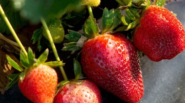 Los precios de los agroalimentos se multiplicaron por 3,5 veces en diciembre