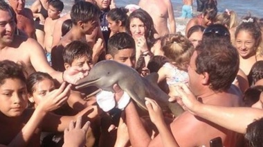 Impulsan un proyecto para multar a turistas que maltraten a mamíferos marinos