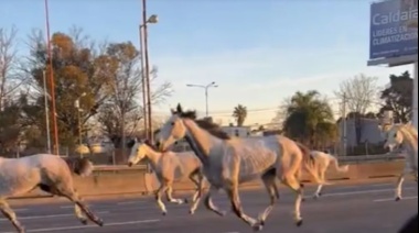 Campo de Mayo: Escapan más de 40 caballos y galopan por Panamericana