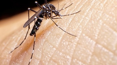 Confirman brotes de dengue en al menos cinco municipios del AMBA