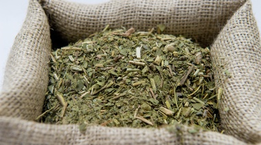 Un estudio del INTI permite que más yerba mate argentina llegue a todo el mundo