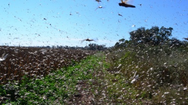 El Senasa intensifica el monitoreo de plaga de langostas