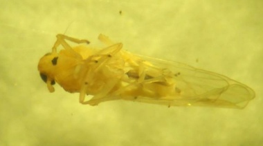 Detectan los primeros ejemplares de chicharrita africana en nuestro país