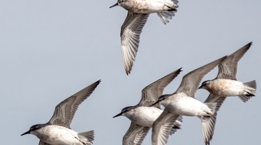 La importancia de la conservación de nuestras aves playeras