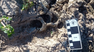 Registran nuevas huellas de yaguareté en el Parque Nacional Río Pilcomayo