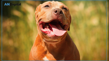 Joven pierde un dedo al proteger a su mascota de un pitbull en Melchor Romero