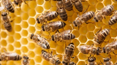 Destacan el crecimiento de la apicultura del periurbano bonaerense