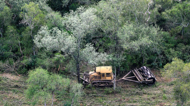 Ecocidio norteño: 31 mil hectáreas deforestadas ilegalmente en 6 meses