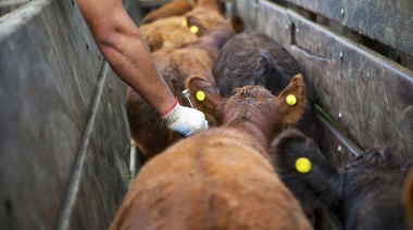 Por los altos costos, piden autorizar la importación de la vacuna contra la fiebre aftosa
