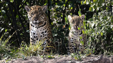 Hito conservacionista: cría silvestre de yaguareté en El Impenetrable