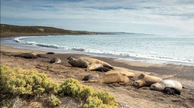 Se aprobó la ley de protección de elefantes marinos en Chubut