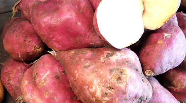 Ponderan el potencial de la batata en el interior bonaerense