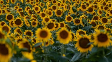 “El girasol es totalmente mágico”