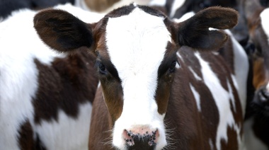 Nuevas líneas de financiamiento para el sector lechero bonaerense