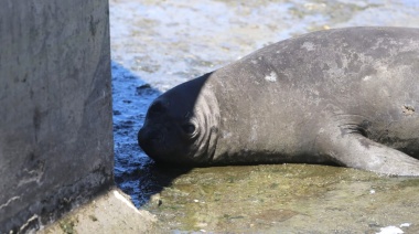 El elefante marino que apareció en un arroyo de La Plata ya tiene hogar transitorio